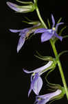 Pale spike lobelia